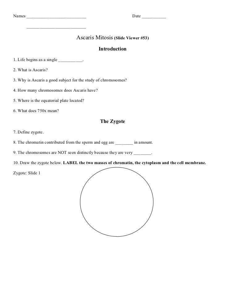 Printables Mitosis Worksheet Answers mitosis worksheet matching pichaglobal answers pichaglobal