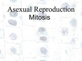 1 1
Asexual Reproduction
Mitosis
 