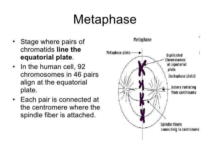 Mitosis and cell reproduction