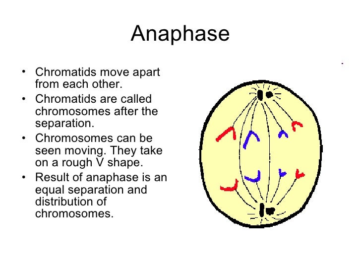 what is the purpose for mitosis what is the purpose for mitosis