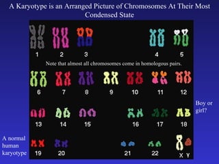 A Karyotype is an Arranged Picture of Chromosomes At Their Most Condensed State A normal human karyotype Boy or girl? Note that almost all chromosomes come in homologous pairs. 