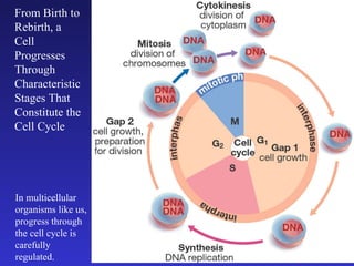 From Birth to Rebirth, a Cell Progresses Through Characteristic Stages That Constitute the Cell Cycle In multicellular organisms like us, progress through the cell cycle is carefully regulated. 