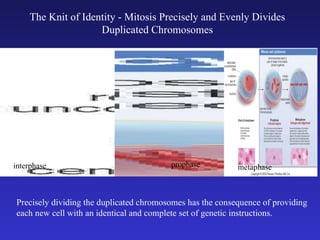 The Knit of Identity - Mitosis Precisely and Evenly Divides Duplicated Chromosomes Precisely dividing the duplicated chromosomes has the consequence of providing each new cell with an identical and complete set of genetic instructions. interphase prophase metaphase 