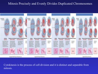 Mitosis Precisely and Evenly Divides Duplicated Chromosomes Cytokinesis is the process of cell division and it is distinct and separable from mitosis. 
