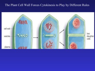 The Plant Cell Wall Forces Cytokinesis to Play by Different Rules 