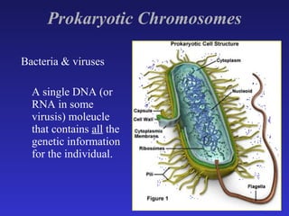 Prokaryotic Chromosomes Bacteria & viruses  A single DNA (or RNA in some virusis) moleucle that contains  all  the genetic information for the individual. 