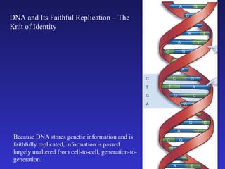 DNA and Its Faithful Replication – The Knit of Identity Because DNA stores genetic information and is faithfully replicated, information is passed largely unaltered from cell-to-cell, generation-to- generation.  