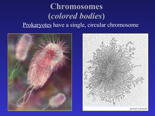 Chromosomes  ( colored bodies )   Prokaryotes  have a single, circular chromosome  