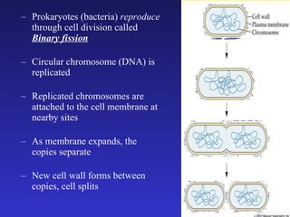 Prokaryotes (bacteria)  reproduce  through cell division called  Binary fission Circular chromosome (DNA) is replicated Replicated chromosomes are attached to the cell membrane at nearby sites As membrane expands, the copies separate New cell wall forms between copies, cell splits 