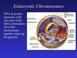 Eukaryotic Chromosomes DNA & protein structures with only part of the DNA information. All of the chromosome together make up the genome. 