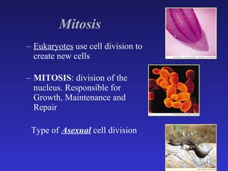 Mitosis   Eukaryotes  use cell division to create new cells  MITOSIS : division of the nucleus. Responsible for Growth, Maintenance and Repair Type of   Asexual   cell division 