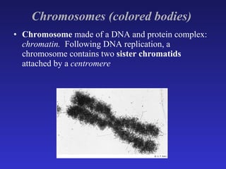 Chromosomes (colored bodies)   Chromosome  made of a DNA and protein complex:  chromatin.  Following DNA replication, a chromosome contains two  sister chromatids  attached by a  centromere   