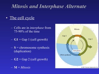 Mitosis and Interphase Alternate   The cell cycle Cells are in  interphase  from 75-90% of the time G1  = Gap 1 (cell growth) S  = chromosome synthesis (duplication) G2  = Gap 2 (cell growth) M  =  Mitosis 