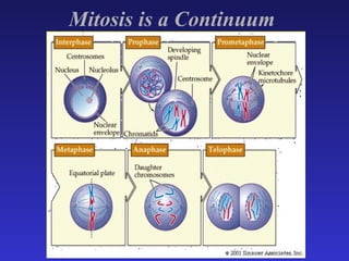 Mitosis is a Continuum   