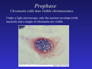 Prophase   Chromatin  coils into visible chromosomes   Under a light microscope, only the nuclear envelope (with nucleoli) and a tangle of chromatin are visible 