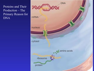 Proteins and Their Production – The Primary Reason for DNA 