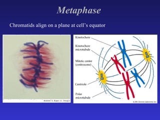 Metaphase   Chromatids align on a plane at cell’s equator 