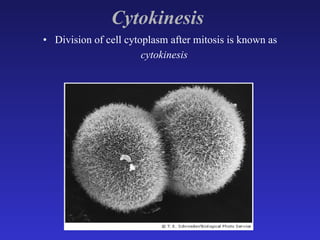 Cytokinesis   Division of cell cytoplasm after mitosis is known as  cytokinesis   