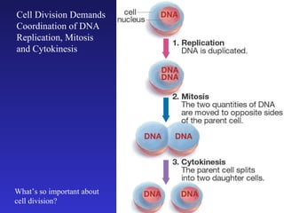 Cell Division Demands Coordination of DNA Replication, Mitosis and Cytokinesis What’s so important about cell division? 