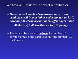 We have a “Problem” in sexual reproduction How can we have 46 chromosomes in our cells, combine a cell from a father and a mother, and still have only 46 chromosomes in the offspring’s cells? 46 (father) + 46 (mother) = 46 (offspring) There must be a way to  reduce  the number of chromosomes in the parents to  half  the number (23 for humans) 