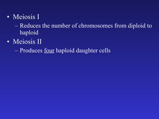 Meiosis I Reduces the number of chromosomes from diploid to haploid Meiosis II Produces  four  haploid daughter cells 