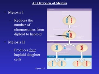 An Overview of Meiosis Meiosis I Reduces the number of chromosomes from diploid to haploid Meiosis II Produces  four  haploid daughter cells Figure 13.7 Interphase Homologous pair of chromosomes in diploid parent cell Chromosomes replicate Homologous pair of replicated chromosomes Sister chromatids Diploid cell with replicated chromosomes 1 2 Homologous chromosomes separate Haploid cells with replicated chromosomes Sister chromatids separate Haploid cells with unreplicated chromosomes Meiosis I Meiosis II 