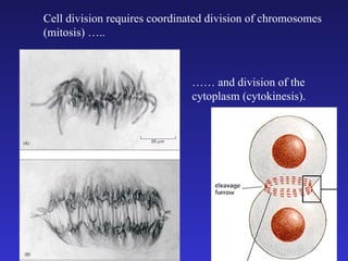 Cell division requires coordinated division of chromosomes (mitosis) ….. ……  and division of the cytoplasm (cytokinesis).  