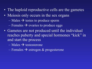 The haploid reproductive cells are the gametes Meiosis only occurs in the sex organs  Males    testes to produce sperm Females    ovaries to produce eggs Gametes are not produced until the individual reaches puberty and special hormones “kick” in and start the process Males    testosterone Females    estrogen & progesterone 