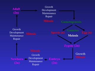 Newborn (2n) Growth Development Maintenance Repair Gametogenesis Adult (2n) Growth Development Maintenance Repair Mitosis Gametes Egg (n) Sperm (n) Meiosis Zygote (2n) Embryo (2n) Mitosis Growth Development Maintenance Repair Mitosis Growth Mitosis 