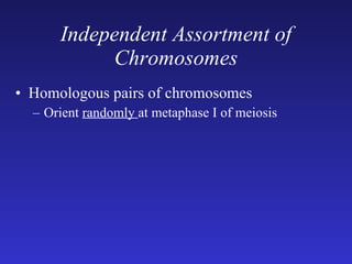 Independent Assortment of Chromosomes Homologous pairs of chromosomes Orient  randomly  at metaphase I of meiosis 