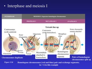 Interphase and meiosis I Figure 13.8 Centrosomes (with centriole  pairs) Sister chromatids Chiasmata Spindle Tetrad Nuclear envelope Chromatin Centromere (with kinetochore) Microtubule attached to kinetochore Tetrads line up Metaphase plate Homologous chromosomes separate Sister chromatids remain attached Pairs of homologous chromosomes split up Chromosomes duplicate Homologous chromosomes (red and blue) pair and exchange segments;  2 n  = 6 in this example INTERPHASE MEIOSIS I: Separates homologous chromosomes PROPHASE I METAPHASE I ANAPHASE I 