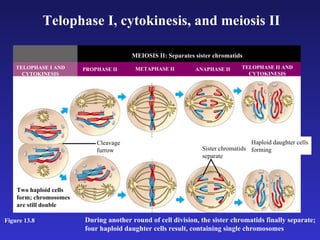 Telophase I, cytokinesis, and meiosis II TELOPHASE I AND CYTOKINESIS PROPHASE II METAPHASE II ANAPHASE II TELOPHASE II AND CYTOKINESIS MEIOSIS II: Separates sister chromatids Cleavage furrow Sister chromatids separate During another round of cell division, the sister chromatids finally separate; four haploid daughter cells result, containing single chromosomes Two haploid cells form; chromosomes are still double Haploid daughter cells forming Figure 13.8 
