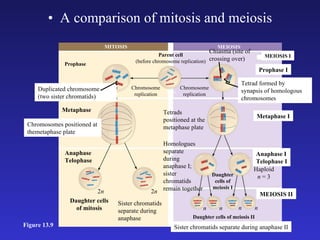 A comparison of mitosis and meiosis Figure 13.9 MITOSIS MEIOSIS Prophase Duplicated chromosome (two sister chromatids) Chromosome replication Chromosome replication Parent cell (before chromosome replication) Chiasma (site of crossing over) Prophase I Tetrad formed by synapsis of homologous chromosomes Metaphase Chromosomes positioned at themetaphase plate Tetrads positioned at the metaphase plate Metaphase I Anaphase I Telophase I Haploid n  = 3 MEIOSIS II Daughter cells of meiosis I Homologues separate during anaphase I; sister chromatids remain together Daughter cells of meiosis II n n n n Sister chromatids separate during anaphase II Anaphase Telophase Sister chromatids separate during anaphase 2 n 2 n Daughter cells of mitosis 2 n  = 6 MEIOSIS I 
