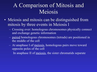 A Comparison of Mitosis and Meiosis Meiosis and mitosis can be distinguished from mitosis by three events in Meiosis l Crossing over: homologous chromosomes physically connect and exchange genetic information paired  homologous chromosomes (tetrads) are positioned in the middle of the cell At anaphase I of  meiosis , homologous pairs move toward opposite poles of the cell In anaphase II of  meiosis , the sister chromatids separate 