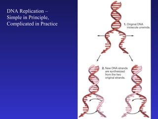 DNA Replication – Simple in Principle, Complicated in Practice 