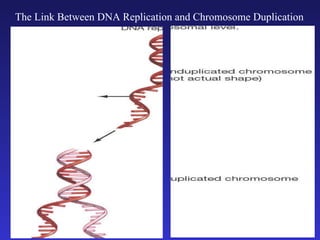 The Link Between DNA Replication and Chromosome Duplication 
