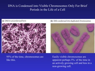 DNA is Condensed into Visible Chromosomes Only For Brief Periods in the Life of a Cell 95% of the time, chromosomes are like this. Easily visible chromosomes are apparent perhaps 5%  of the time in an actively growing cell and less in a non-growing cell. 