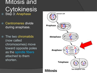 Mitosis and CytokinesisStep 3: AnaphaseCentromeres divide during anaphase. The two chromatids (now called chromosomes) move toward opposite poles as the spindle fibers attached to them shorten.