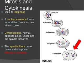 Mitosis and CytokinesisStep 4: TelophaseA nuclear envelope forms around the chromosomes at each pole. Chromosomes, now at opposite poles, uncoil and the spindle dissolves. The spindle fibers break down and disappear. Mitosis is complete.