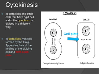CytokinesisIn plant cells and other cells that have rigid cell walls, the cytoplasm is divided in a different way.In plant cells, vesicles formed by the Golgi Apperatus fuse at the midline of the dividing cell and form a cell plate.Cell plate