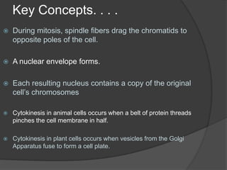 Key Concepts. . . .During mitosis, spindle fibers drag the chromatids to opposite poles of the cell. A nuclear envelope forms. Each resulting nucleus contains a copy of the original cell’s chromosomesCytokinesis in animal cells occurs when a belt of protein threads pinches the cell membrane in half. Cytokinesis in plant cells occurs when vesicles from the Golgi Apparatus fuse to form a cell plate.