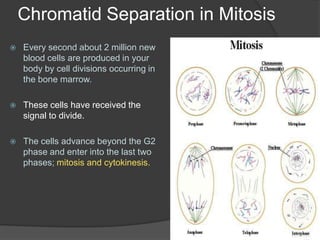 Chromatid Separation in MitosisEvery second about 2 million new blood cells are produced in your body by cell divisions occurring in the bone marrow.These cells have received the signal to divide. The cells advance beyond the G2 phase and enter into the last two phases; mitosis and cytokinesis.