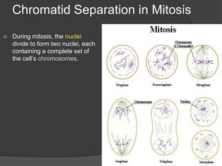 Chromatid Separation in MitosisDuring mitosis, the nuclei divide to form two nuclei, each containing a complete set of the cell’s chromosomes.