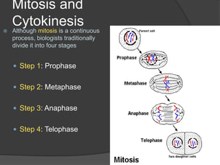 Mitosis and CytokinesisAlthough mitosis is a continuous process, biologists traditionally divide it into four stagesStep 1: ProphaseStep 2: MetaphaseStep 3: AnaphaseStep 4: Telophase