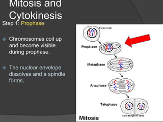 Mitosis and CytokinesisStep 1: ProphaseChromosomes coil up and become visible during prophase. The nuclear envelope dissolves and a spindle forms.