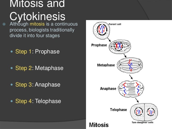 Mitosis and cytokinesis