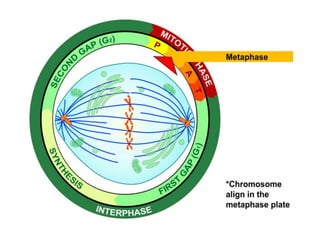 Metafaze Mitosis And Meiosis | PDF