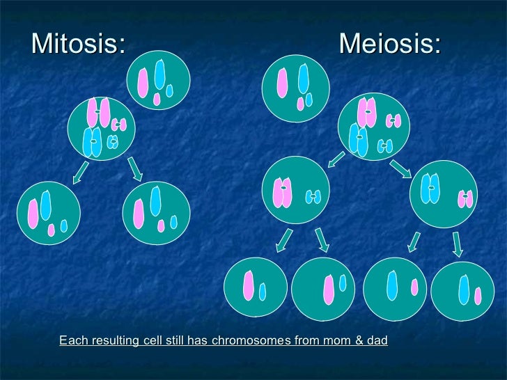 Mitosis and meiosis
