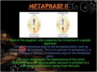 Mitosis and meiosis | PPTX