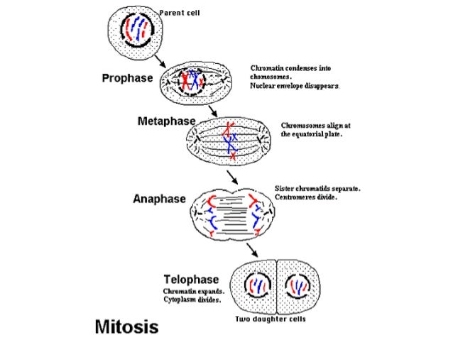 What happens during cell division?